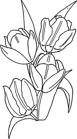 Tulips  Coloring Page